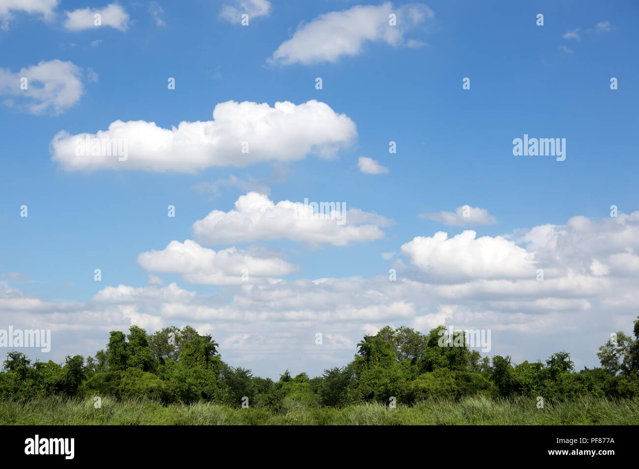 Beautiful white clouds with blue sky and green bushes clear day Stock ...