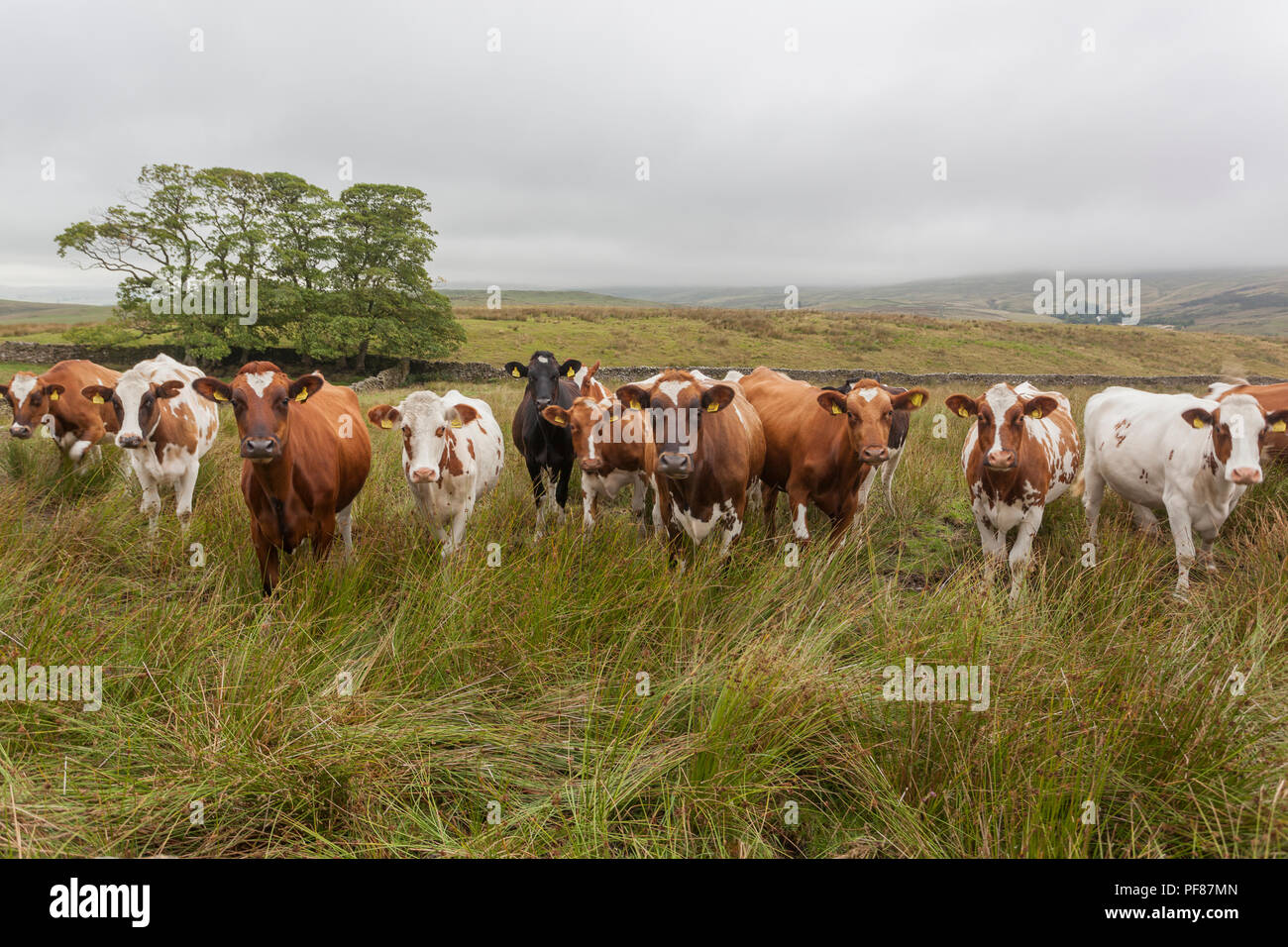 Yorkshire cows milk hi-res stock photography and images - Alamy