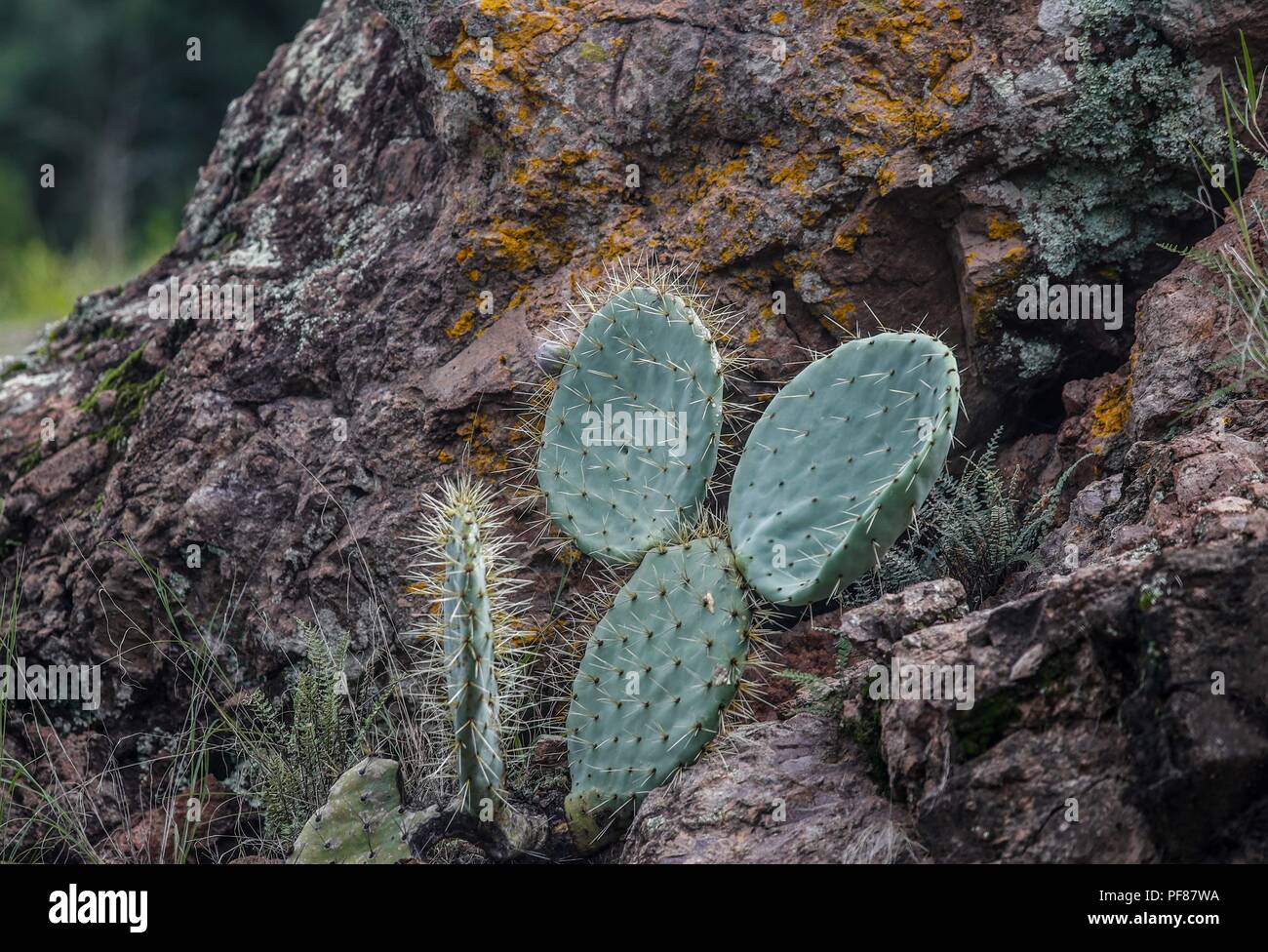 cactus, nopal, penca. ..... ................. .................  Expedición Discovery Madrense de GreaterGood ORG que recaba datos que  sirven como información de referencia para entender mejor las relaciones biológicas del Archipiélago Madrense y se usan para proteger y conservar las tierras vírgenes de las Islas Serranas Sonorenses. Expedición binacional aye une a colaboradores  de México y Estados Unidos con experiencias y especialidades de las ciencias biológicas  variadas, con la intención de aprender lo más posible sobre Mesa de Tres Ríos, la porción más norteña de la Sierra Madre Occide Stock Photo