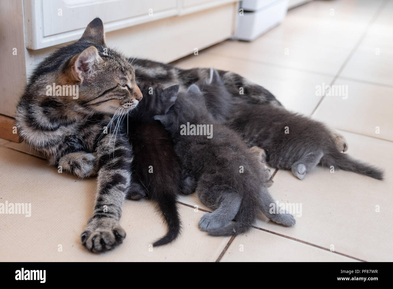 Mother Cat Nursing Her Babies Kittens Close Up Stock Photo Alamy mother-cat-nursing-her-babies-kittens-close-up-stock-photo-alamy