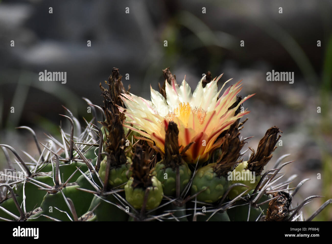 Flower of golden barrel cactus. Stock Photo