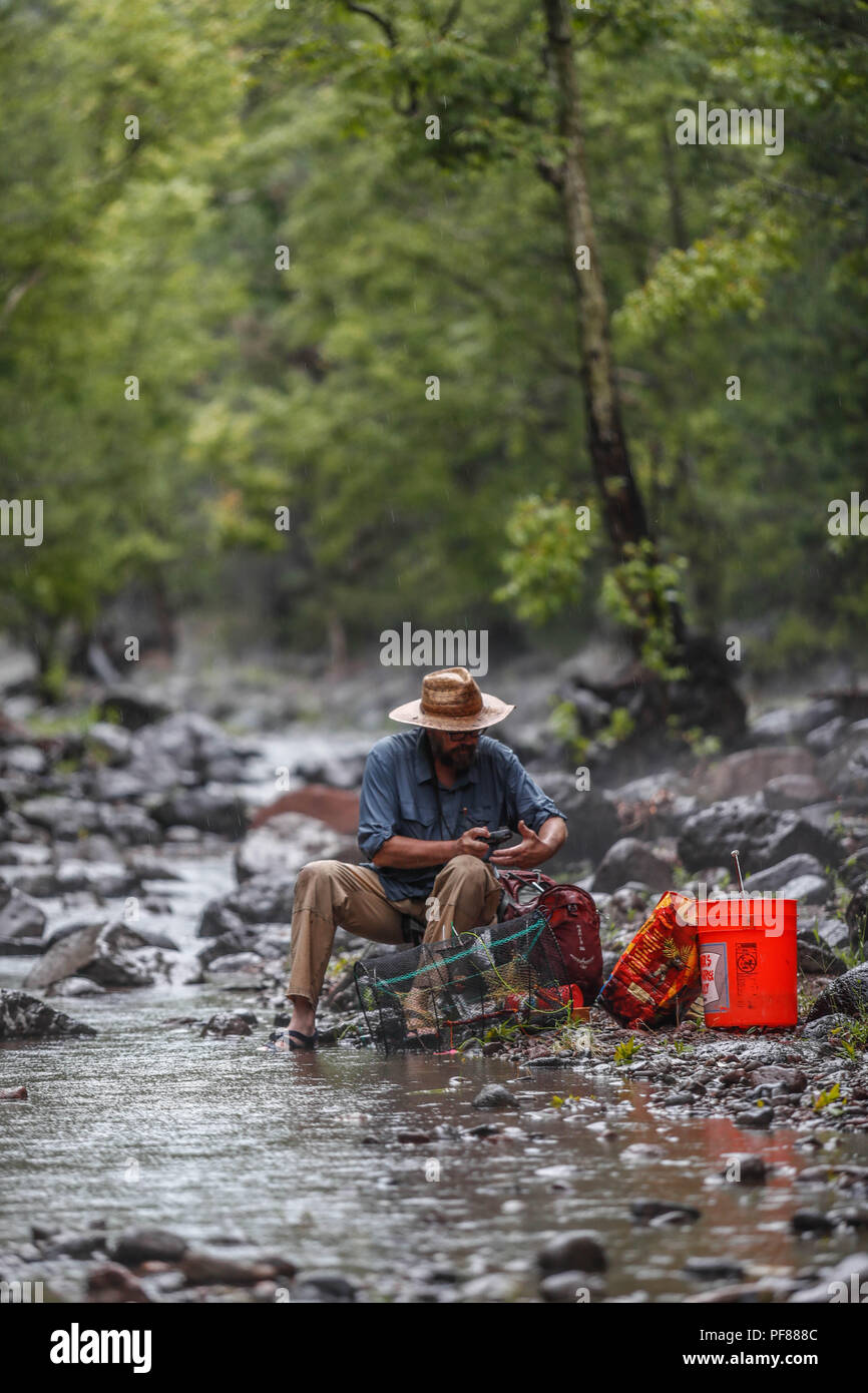 John Eric Falafal of Wildlife and Fisheries Ecology, trabaja en el rio durante la lluvia, atrapando peces con sus trampas para estudiarlos y posterirmente...John Eric Falafal of Wildlife and Fisheries Ecology, works in the river during the rain, catching fish with their traps to study them and later..John tima una fotografia a pez con su camara resistente al agua.... John takes a picture of a fish with his waterproof camera.... .................  Expedición Discovery Madrense de GreaterGood ORG que recaba datos que  sirven como información de referencia para entender mejor las relaciones bioló Stock Photo