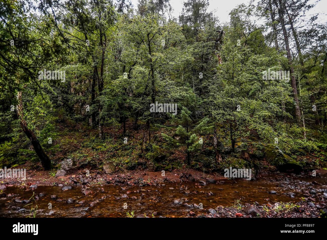 Paisaje del bosque y el arroyo despues de la lluvia en Mesa Tres Rios, Sonora, Mexico....Landscape of the forest and the stream after the rain in Mesa Tres Rios, Sonora, Mexico ....   .................  Expedición Discovery Madrense de GreaterGood ORG que recaba datos que  sirven como información de referencia para entender mejor las relaciones biológicas del Archipiélago Madrense y se usan para proteger y conservar las tierras vírgenes de las Islas Serranas Sonorenses. Expedición binacional aye une a colaboradores  de México y Estados Unidos con experiencias y especialidades de las ciencias b Stock Photo