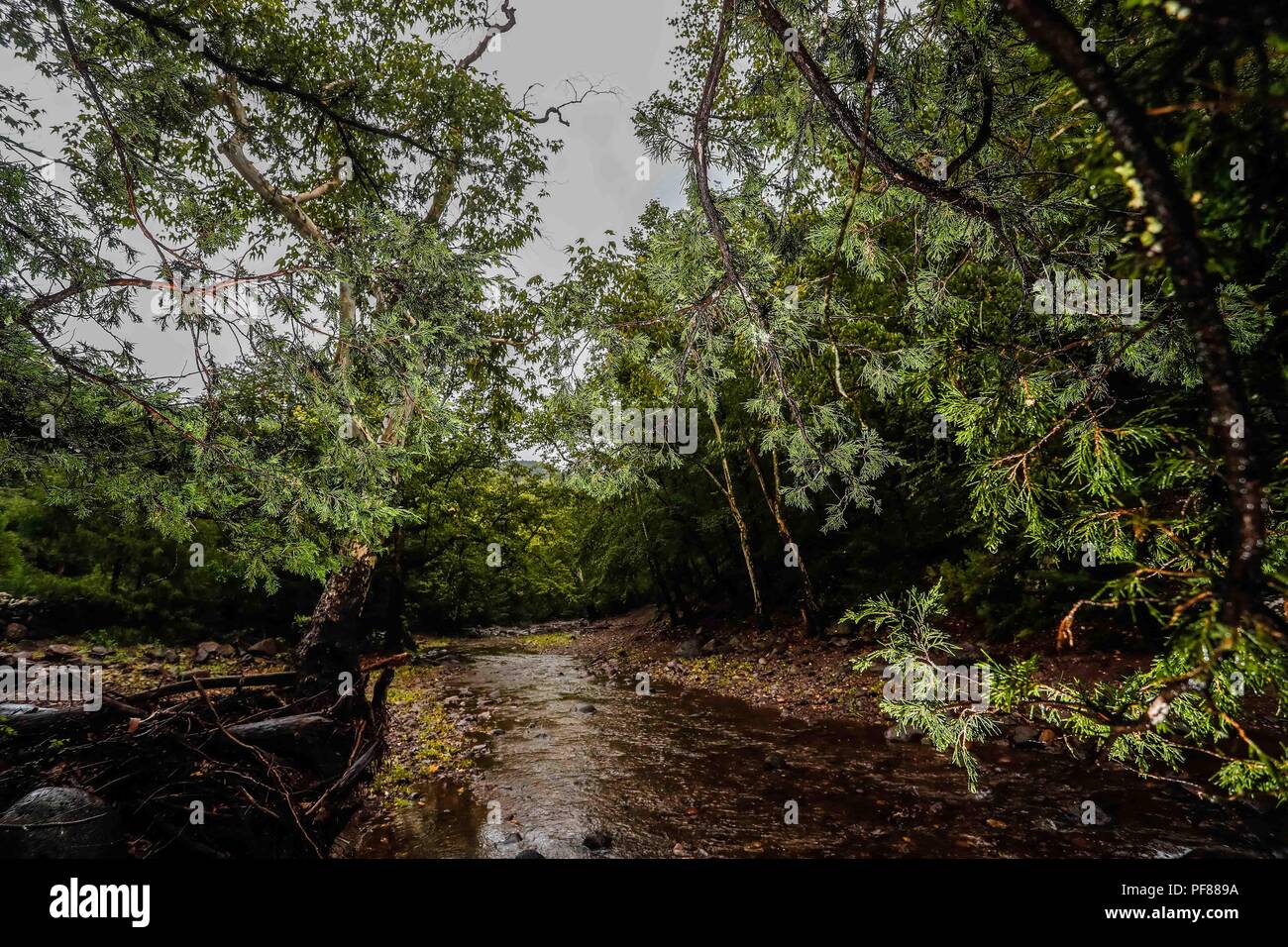 Paisaje del bosque, rama de un arbol pino y el arroyo despues de la lluvia en Mesa Tres Rios, Sonora, Mexico....Forest landscape, branch of a pine tree and the stream after the rain in Mesa Tres Rios, Sonora, Mexico .... . .................  Expedición Discovery Madrense de GreaterGood ORG que recaba datos que  sirven como información de referencia para entender mejor las relaciones biológicas del Archipiélago Madrense y se usan para proteger y conservar las tierras vírgenes de las Islas Serranas Sonorenses. Expedición binacional aye une a colaboradores  de México y Estados Unidos con experien Stock Photo