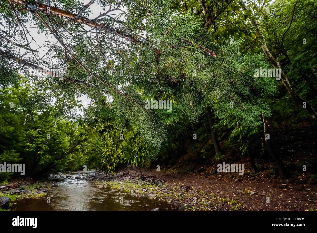 Paisaje del bosque, rama de un arbol pino y el arroyo despues de la lluvia en Mesa Tres Rios, Sonora, Mexico....Forest landscape, branch of a pine tree and the stream after the rain in Mesa Tres Rios, Sonora, Mexico .... . .................  Expedición Discovery Madrense de GreaterGood ORG que recaba datos que  sirven como información de referencia para entender mejor las relaciones biológicas del Archipiélago Madrense y se usan para proteger y conservar las tierras vírgenes de las Islas Serranas Sonorenses. Expedición binacional aye une a colaboradores  de México y Estados Unidos con experien Stock Photo