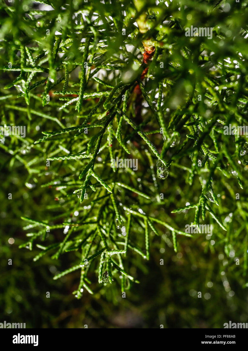 Detalle de las gotas de agua de la lluvia colgando de las ramas y hojas de un pino. gota, gotear, humedo, humedad... Detail of raindrops of rain hanging from the branches and leaves of a pine. drop, drip, wet, moisture.... .................  Expedición Discovery Madrense de GreaterGood ORG que recaba datos que  sirven como información de referencia para entender mejor las relaciones biológicas del Archipiélago Madrense y se usan para proteger y conservar las tierras vírgenes de las Islas Serranas Sonorenses. Expedición binacional aye une a colaboradores  de México y Estados Unidos con experien Stock Photo