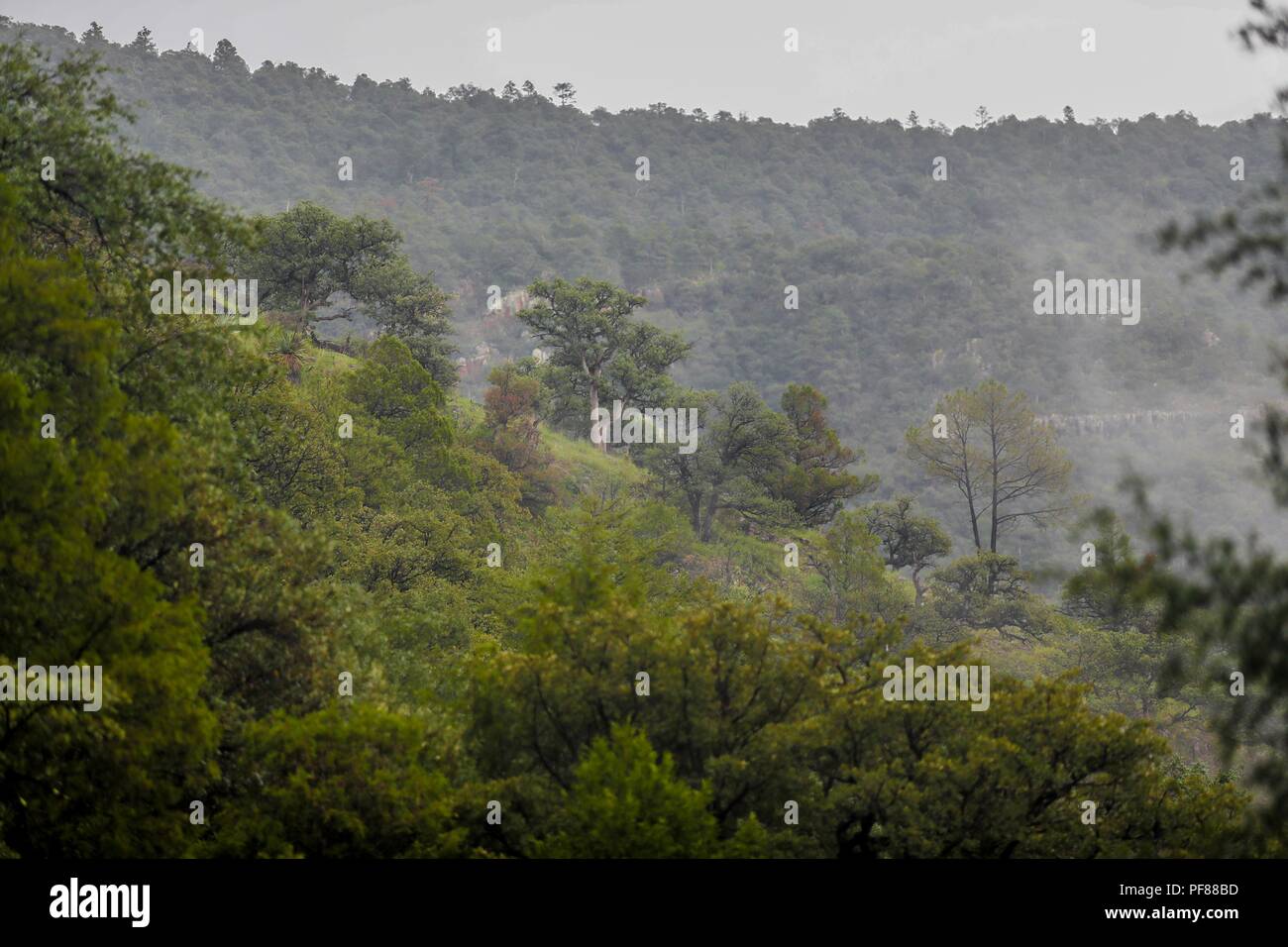 Bosque de arboles de pino.  Mesa Tres Rios, Sonora, Mexico.... Pine Forest. Fog. Neblina. .................  Expedición Discovery Madrense de GreaterGood ORG que recaba datos que  sirven como información de referencia para entender mejor las relaciones biológicas del Archipiélago Madrense y se usan para proteger y conservar las tierras vírgenes de las Islas Serranas Sonorenses. Expedición binacional aye une a colaboradores  de México y Estados Unidos con experiencias y especialidades de las ciencias biológicas  variadas, con la intención de aprender lo más posible sobre Mesa de Tres Ríos, la p Stock Photo