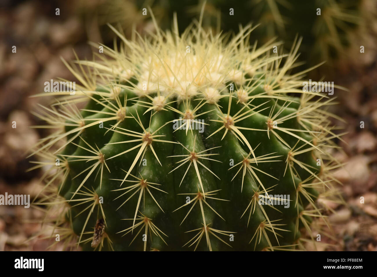 Close up of golden barrel cactus. Stock Photo