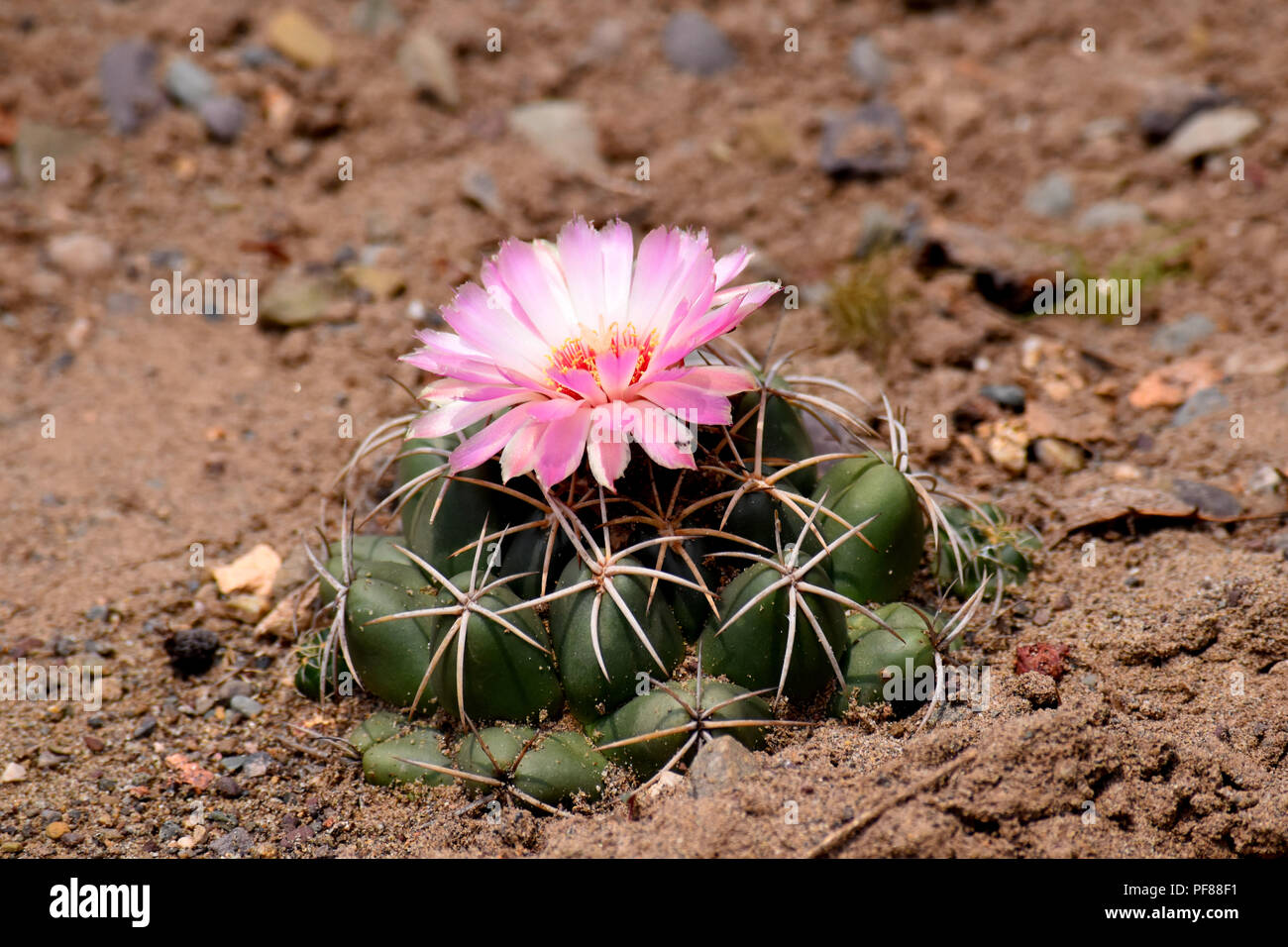 Mammillaria compressa cactus flower in full bloom. Stock Photo