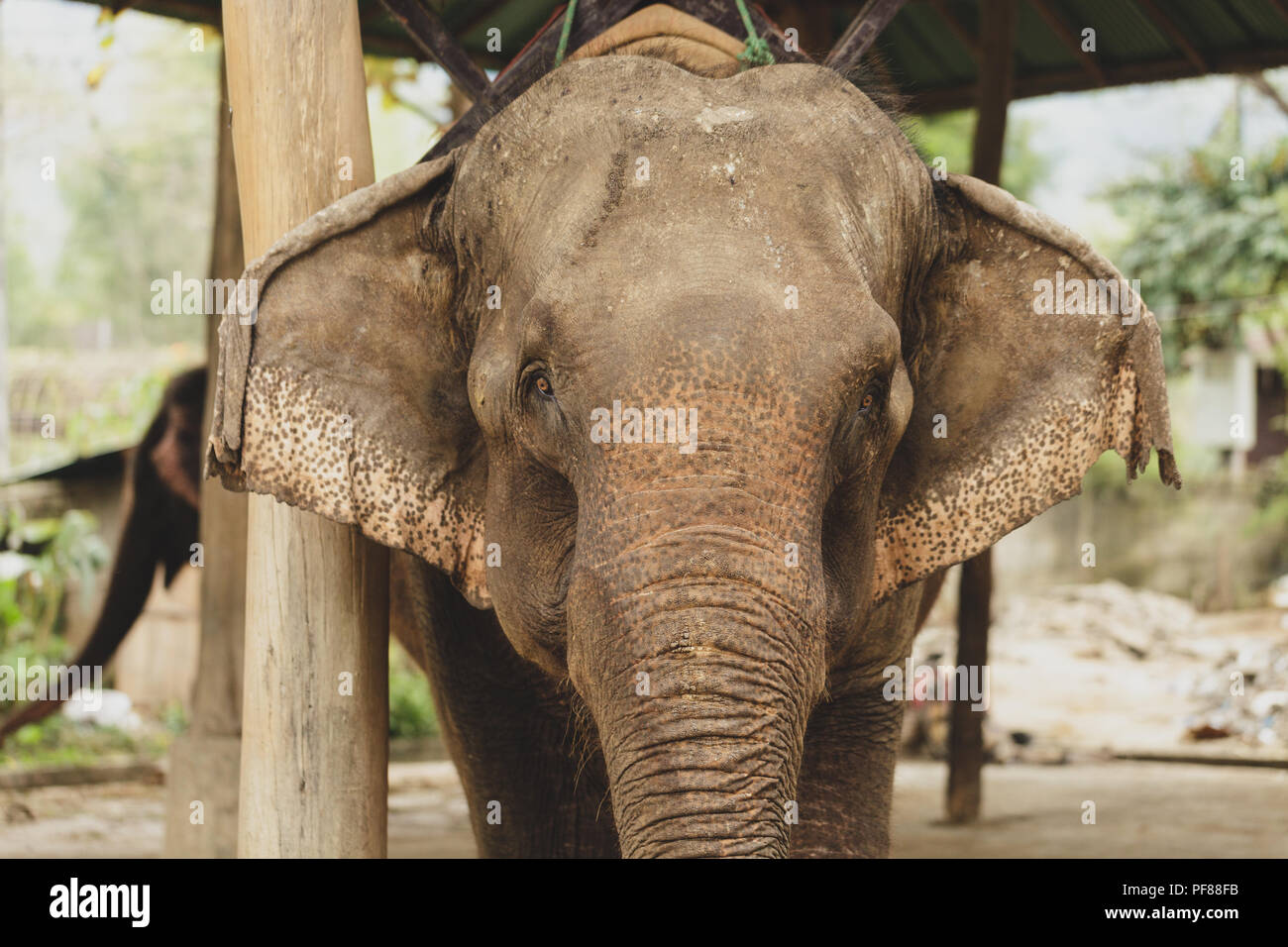 sad elephant in Chiang mai zoo Stock Photo