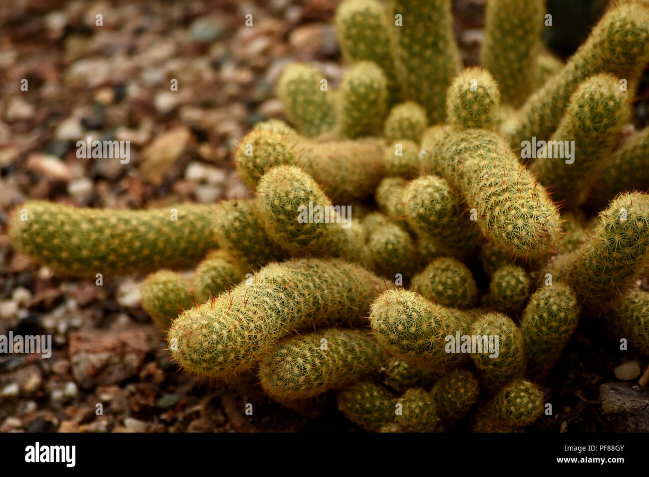 Close up of Mammillaria cactus. Stock Photo