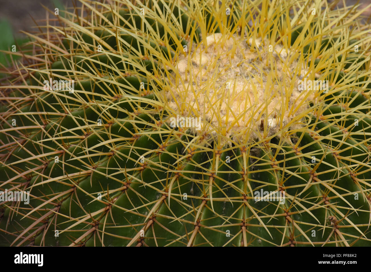 Close up of golden barrel cactus. Stock Photo