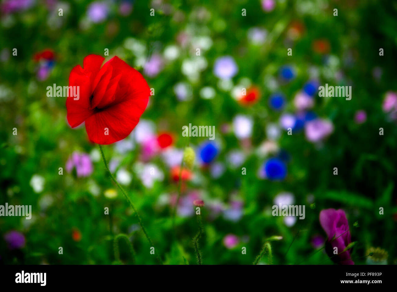 Red poppy in a wildflower meadow Stock Photo