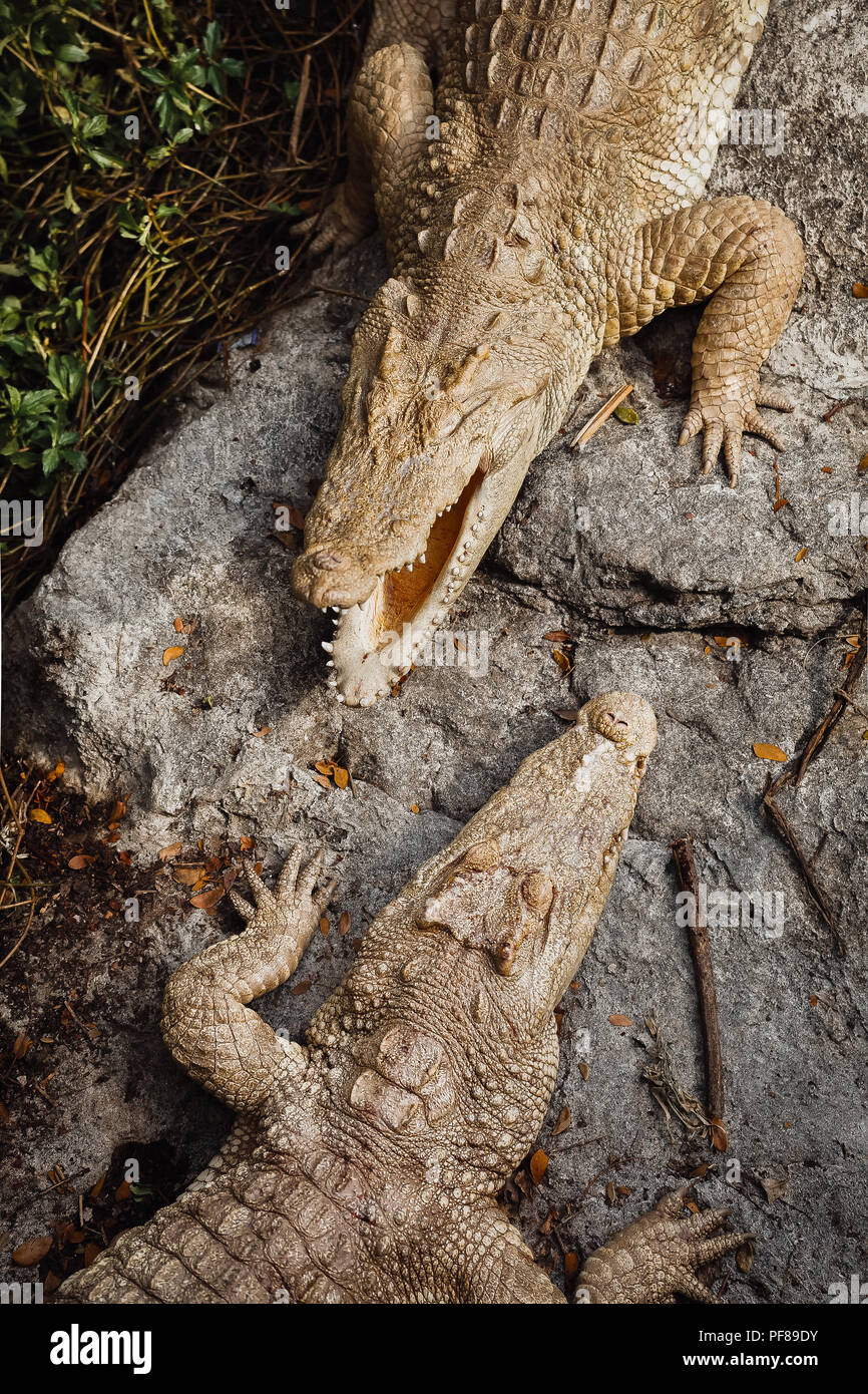 Crocodil In A Crocodiles Farm in Thailand Stock Photo