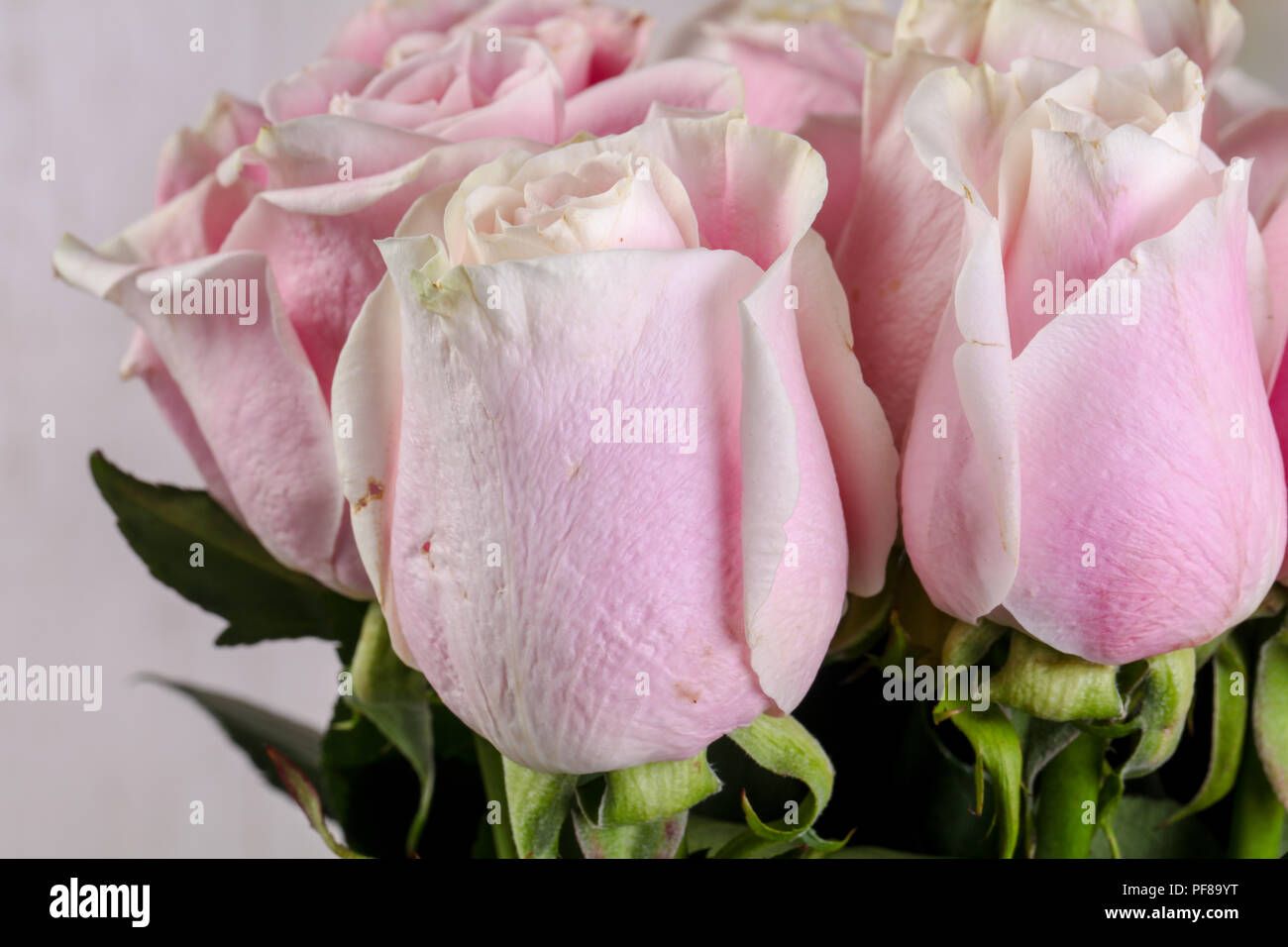 Pink roses bouquet isolated on white background Stock Photo - Alamy