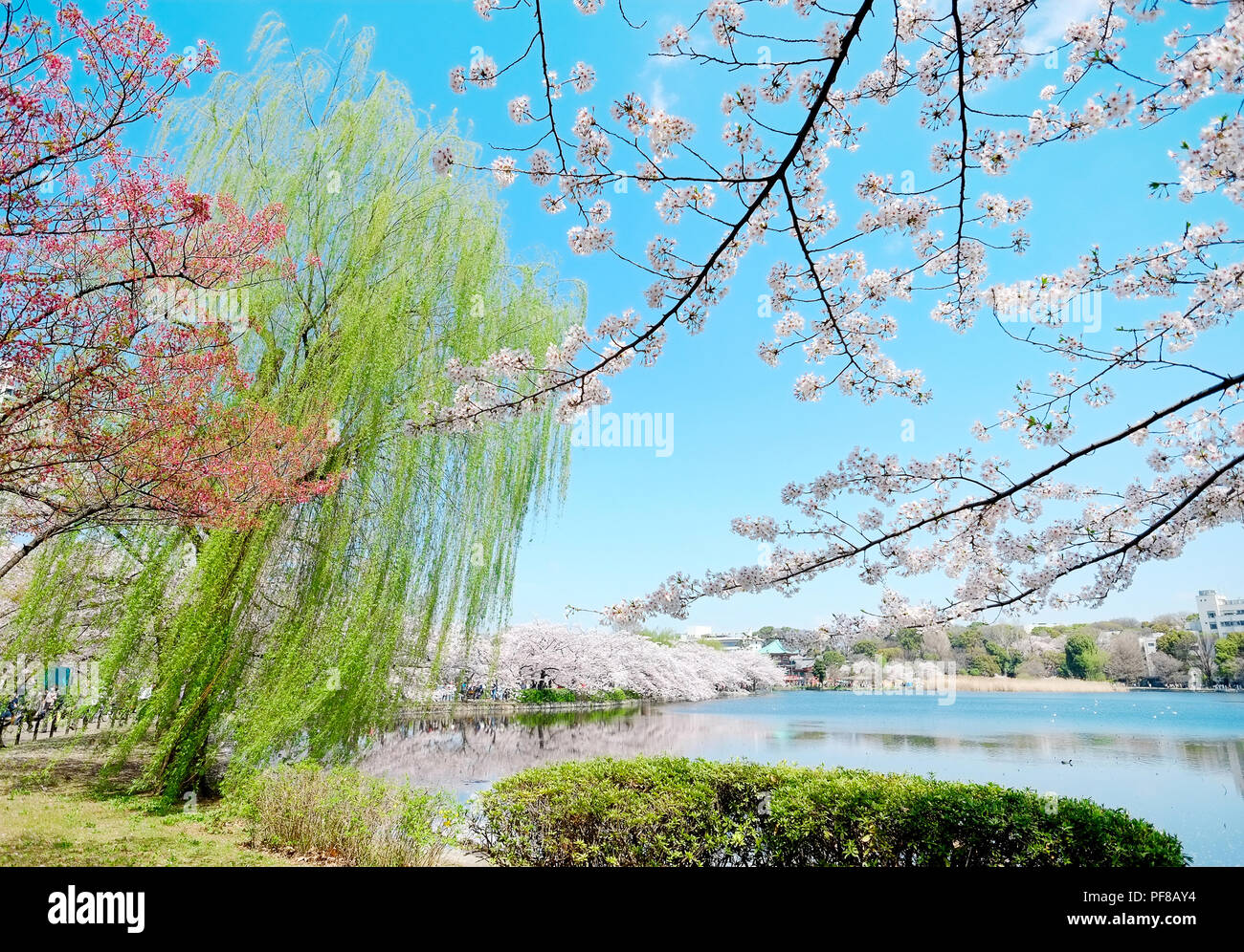 Beautiful scenery with red leaf, green willow, blossom sakura, clear pond and bright vivid blue sky in spring cherry blossom season, Tokyo, Japan Stock Photo