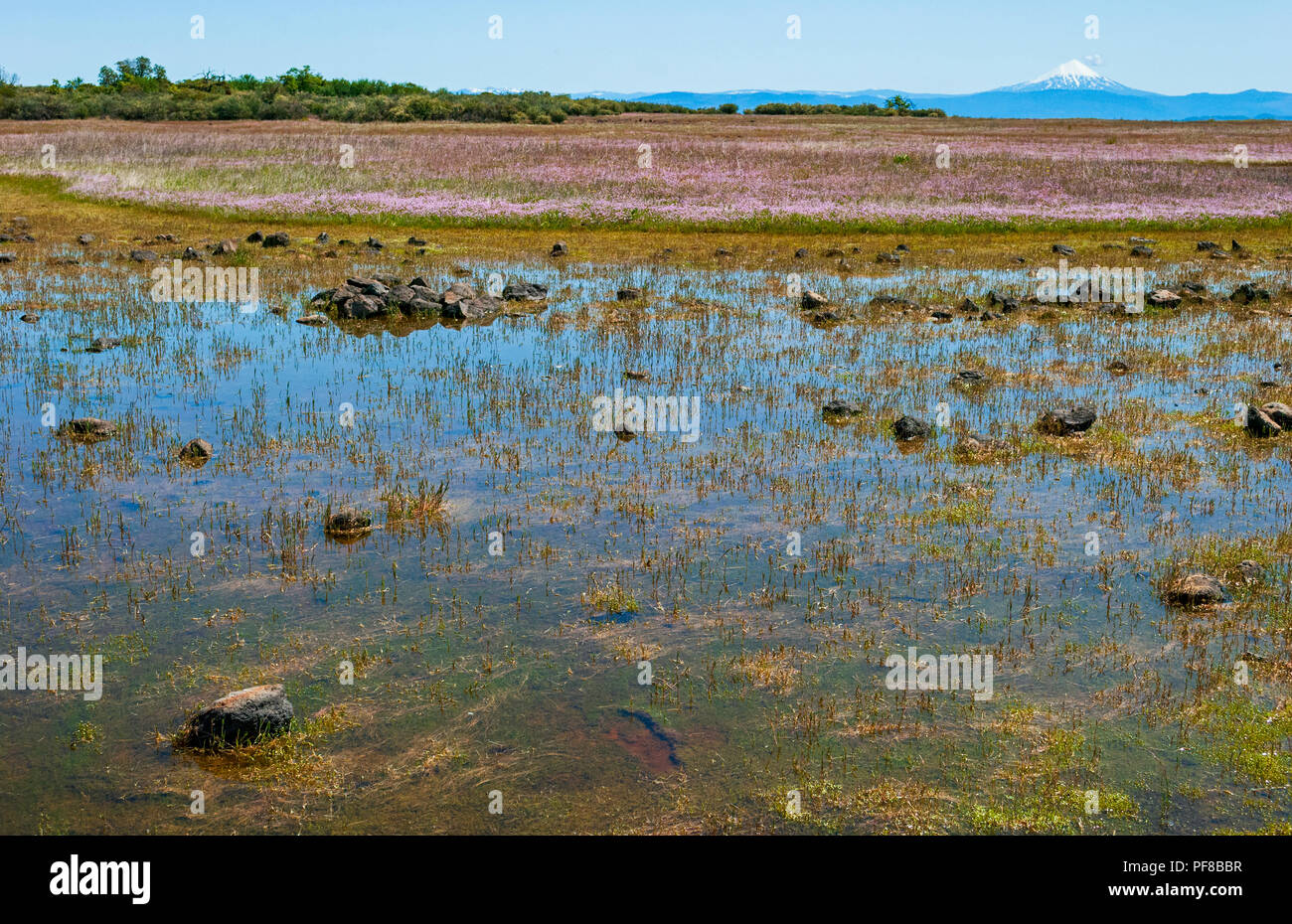 seasonal vernal pool on table rock plateau in southern oregon in the spring with mt mcloughlin in the background Stock Photo