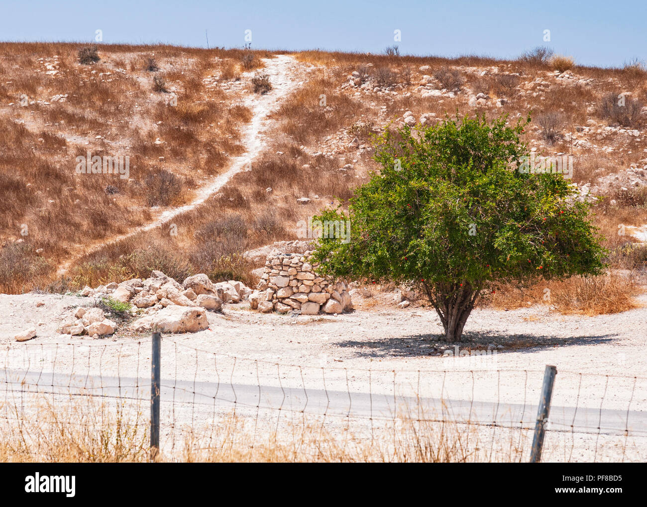 a single pomegranate tree in front of a brown hillside in beit guvrin in israel with ruins in the background Stock Photo