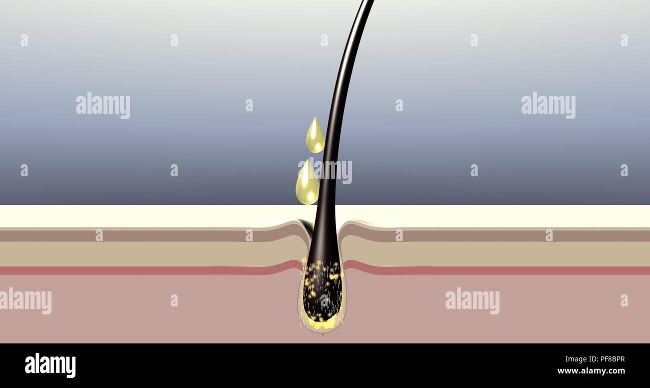 Hair follicle oil intense nutrition. Action of hair care products. 3d