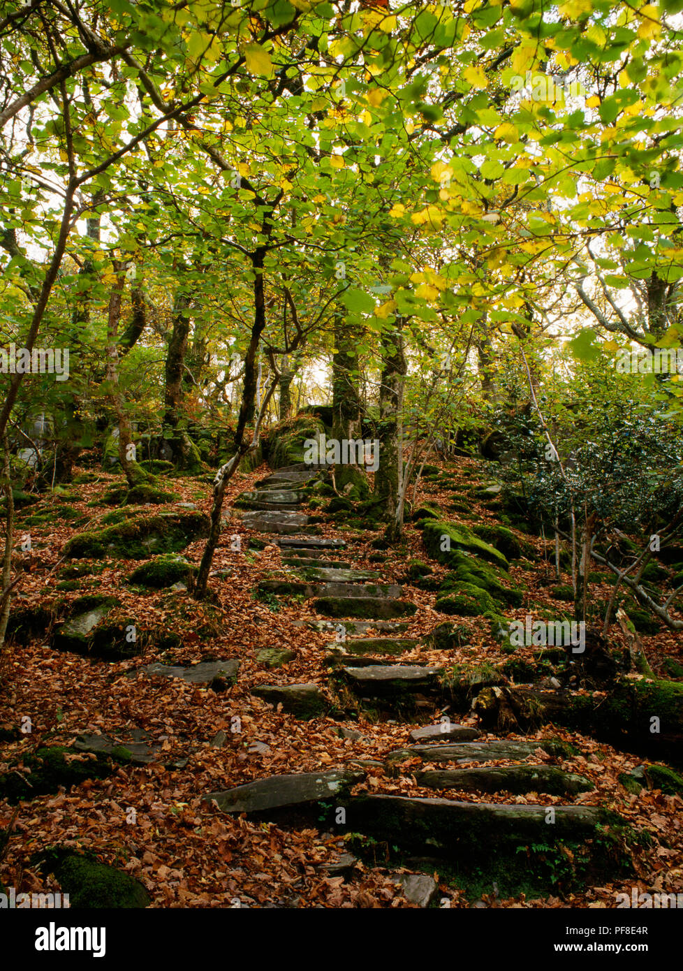 Slate steps through Coed Dinorwig woods, Llanberis, Gwynedd, Wales
