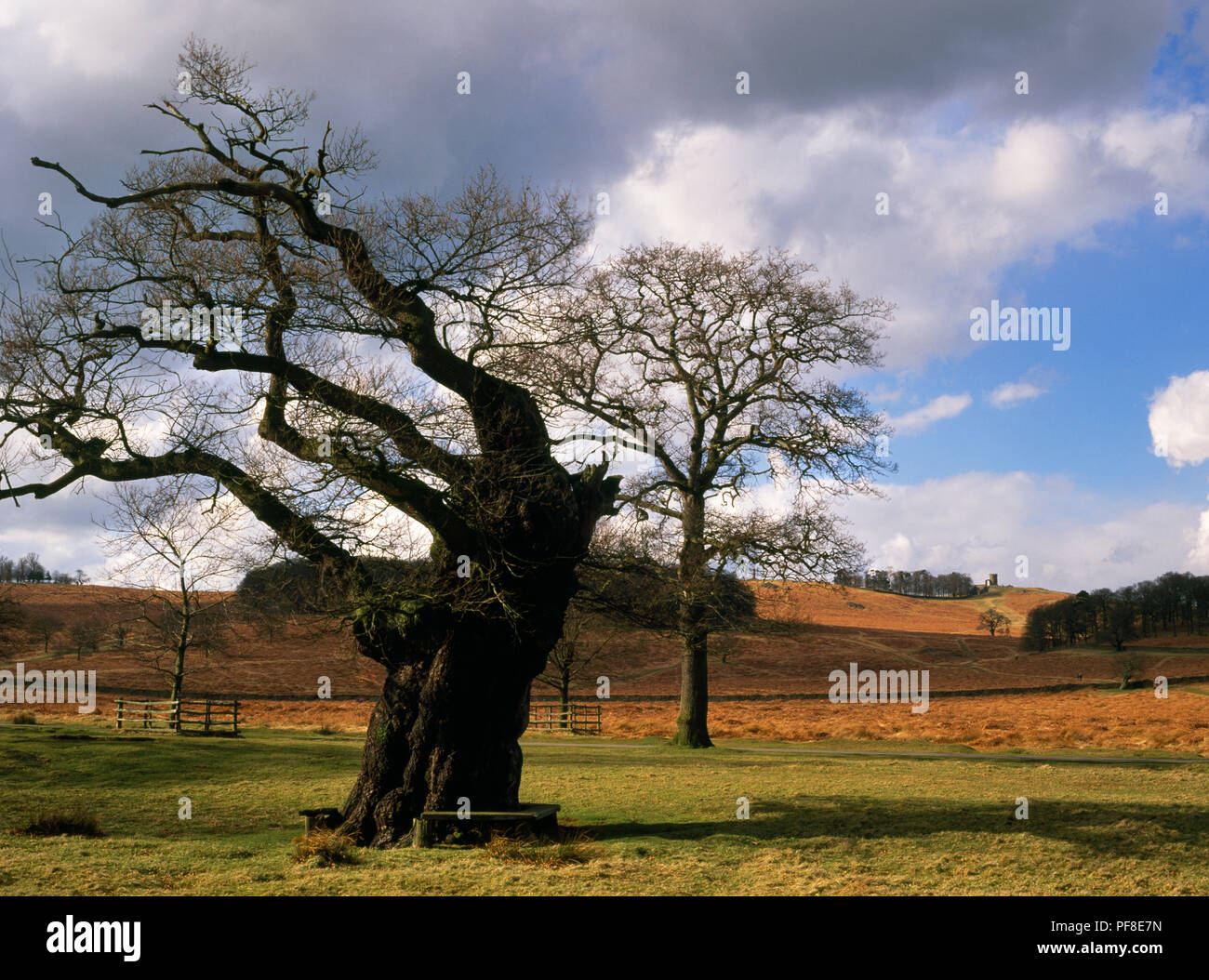 Three ages of oak trees in Bradgate Park, with Old John Folly Tower on ...