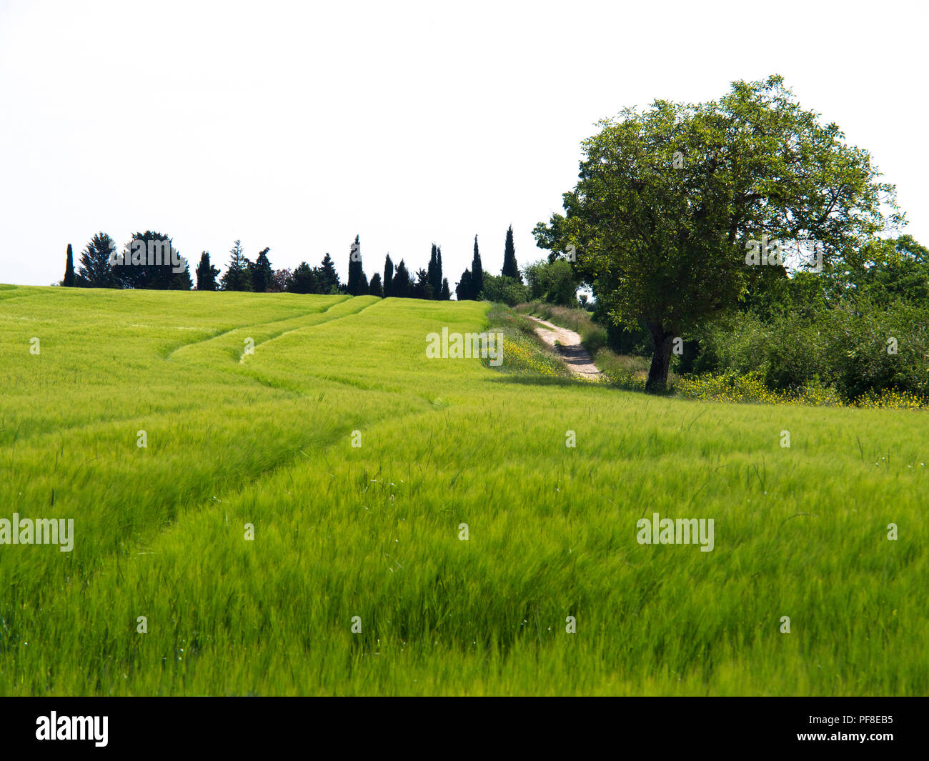 Countryside path along a barley field in spring . Auvergne. France Stock Photo