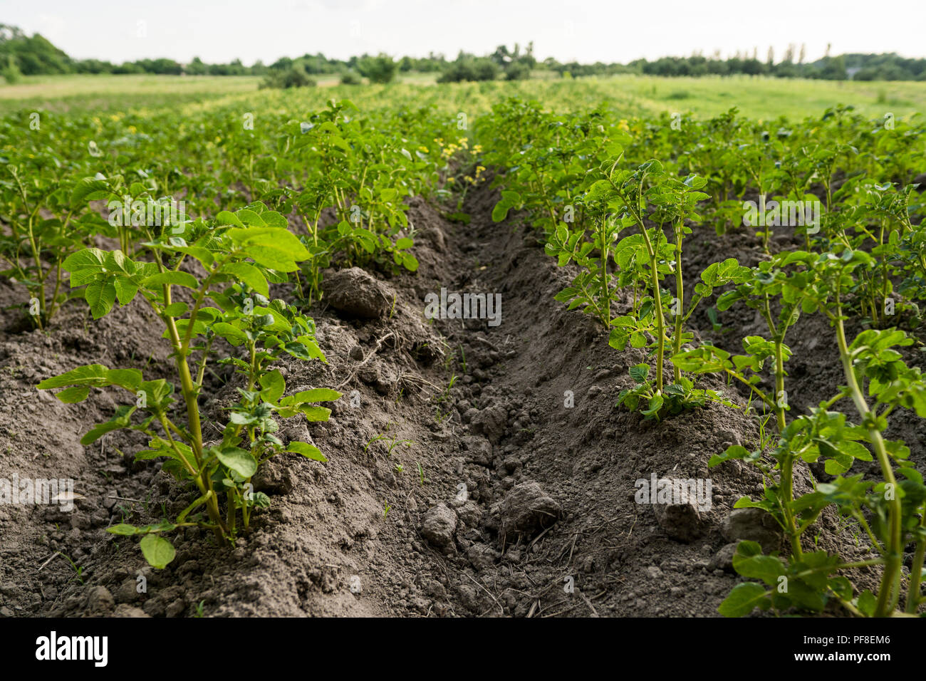 Green field of potato crops in a row. Agriculture. Growing of potato