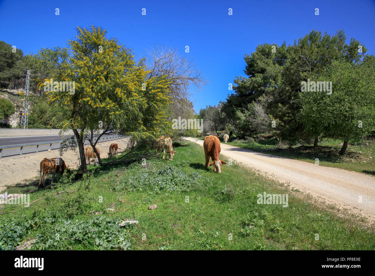 Cattle graze in a field near a busy road Stock Photo