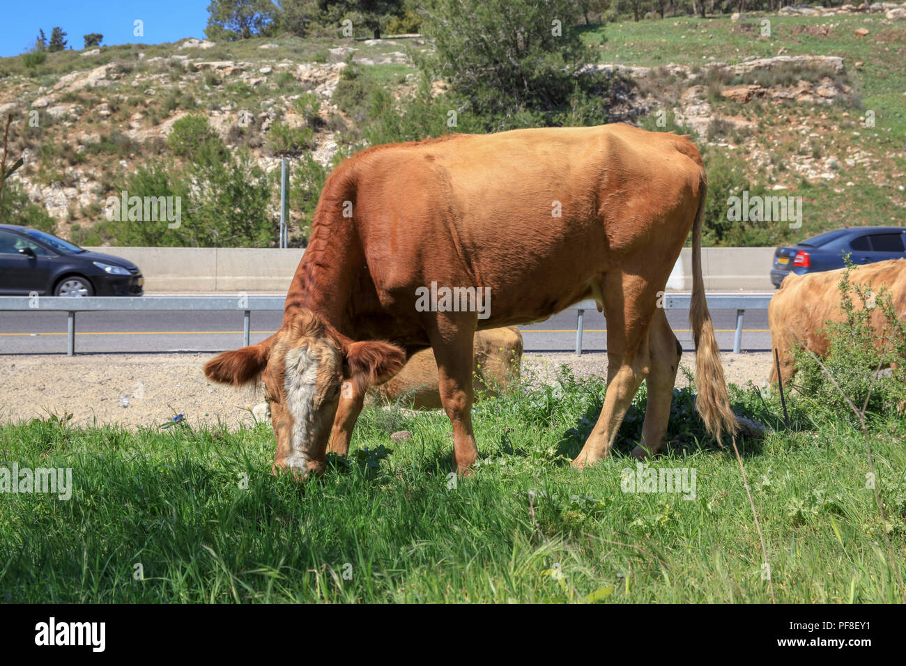 Cattle graze in a field near a busy road Stock Photo