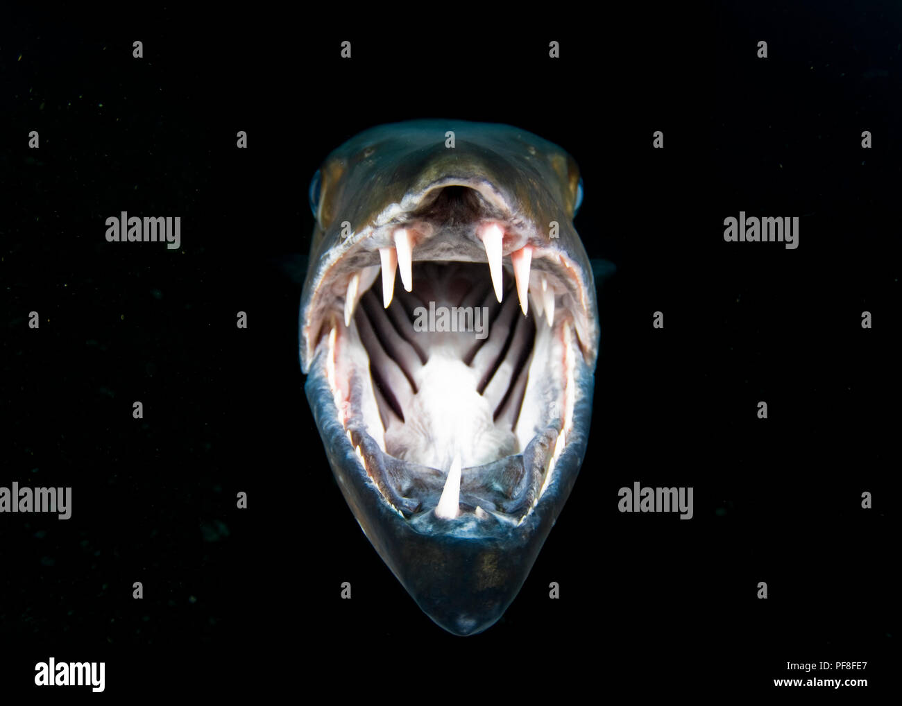 Barracuda teeth hi-res stock photography and images - Alamy