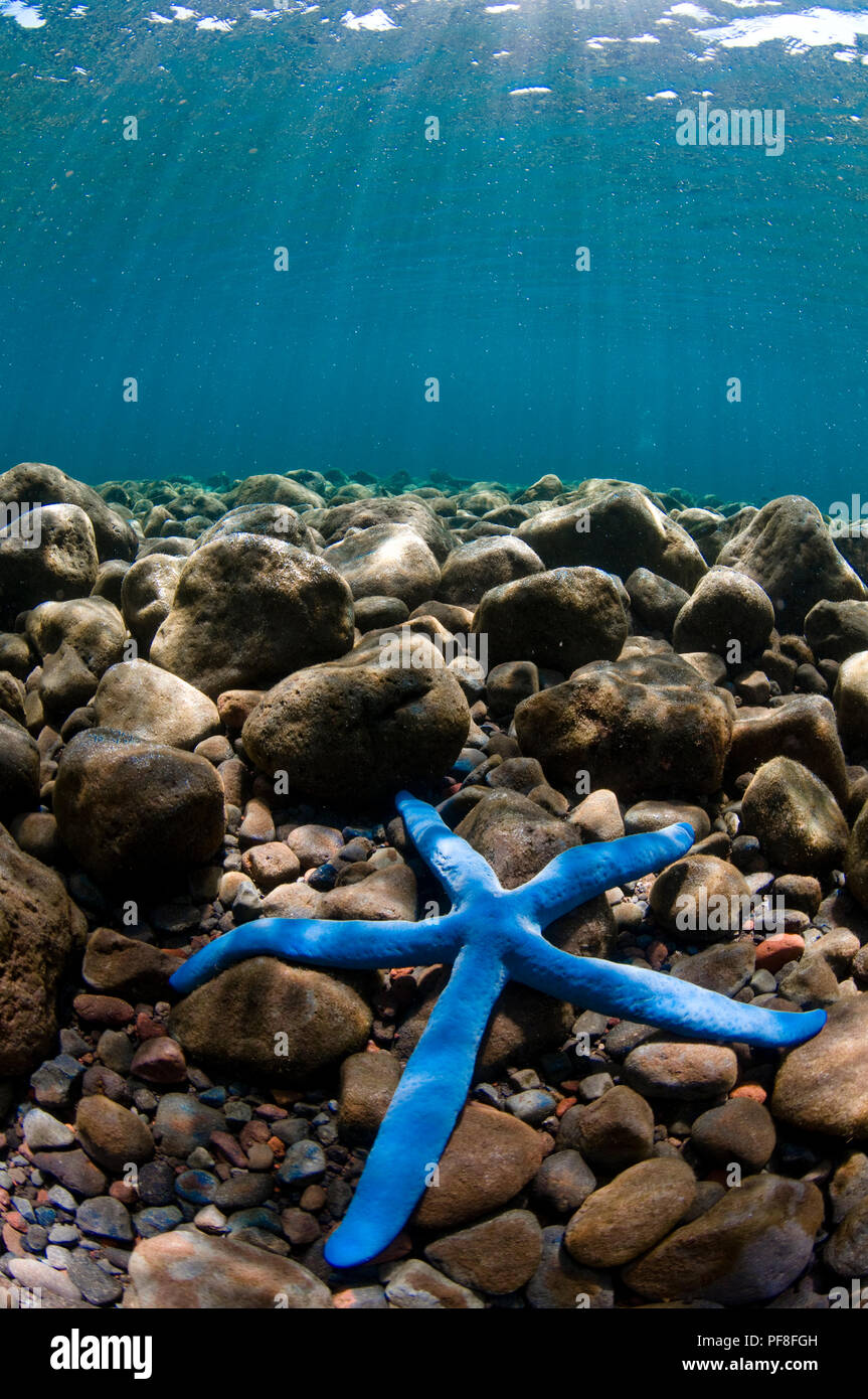 A blue sea star (Linckia laevigata) on a rocky seabed in very shallow water with the surface and sun rays above. Seraya, Bali, Indonesia Stock Photo