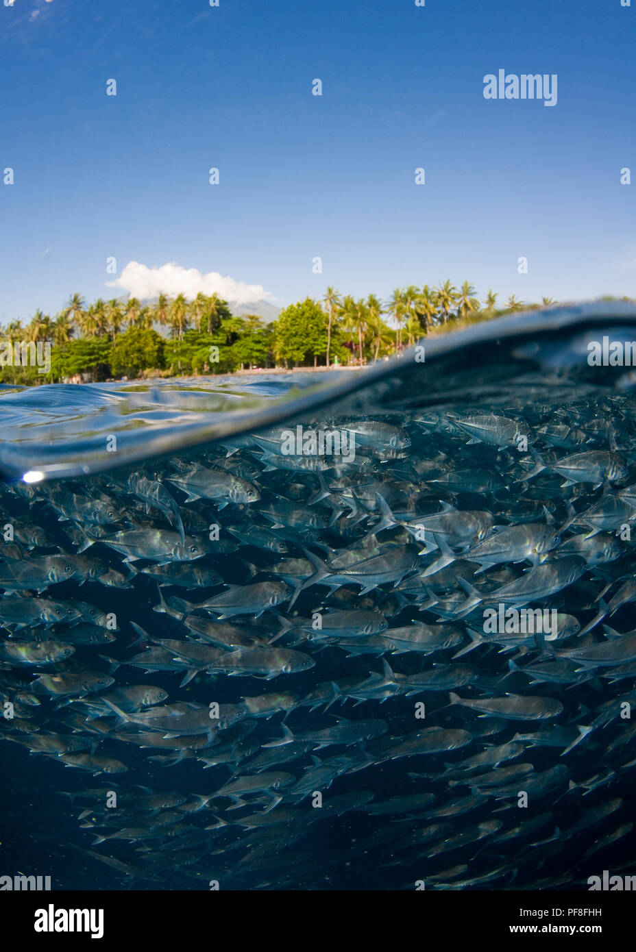 Split-level photo of a school of big-eye trevally underwater, with the shore, palm trees, and blue sky above water. Tulamben, Bali, Indonesia. Stock Photo