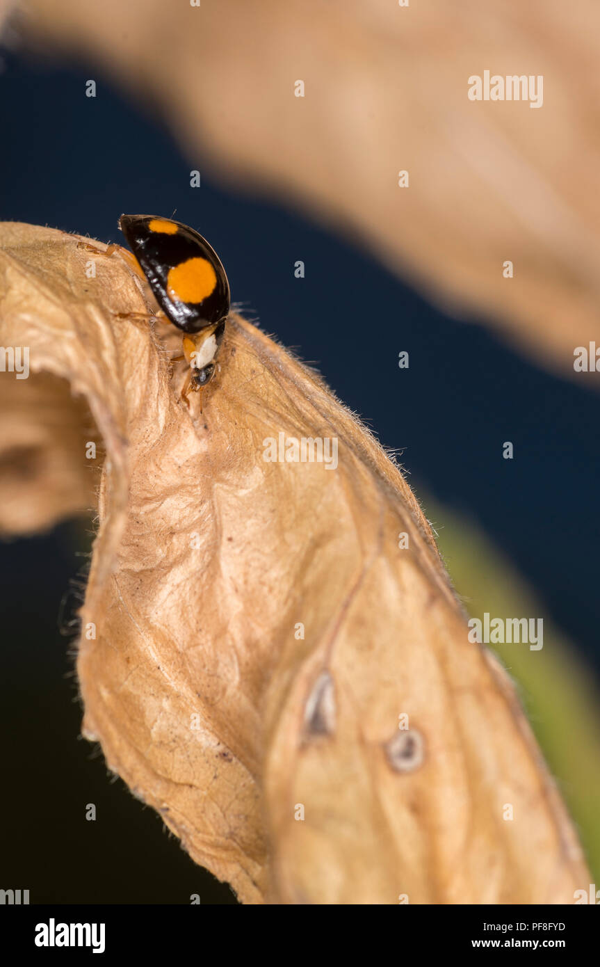 Multicolored ladybird on a dried leaf Stock Photo