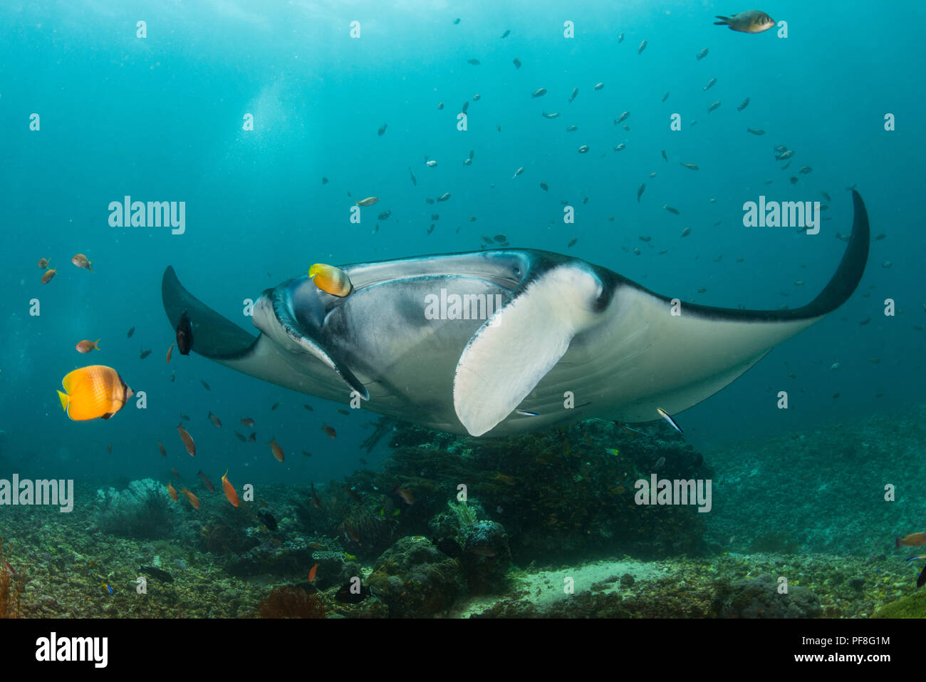 A reef Manta ray getting cleaned by butterflyfish & cleaner wrasse over a 'cleaning station' in Komodo National Park, Indonesia Stock Photo