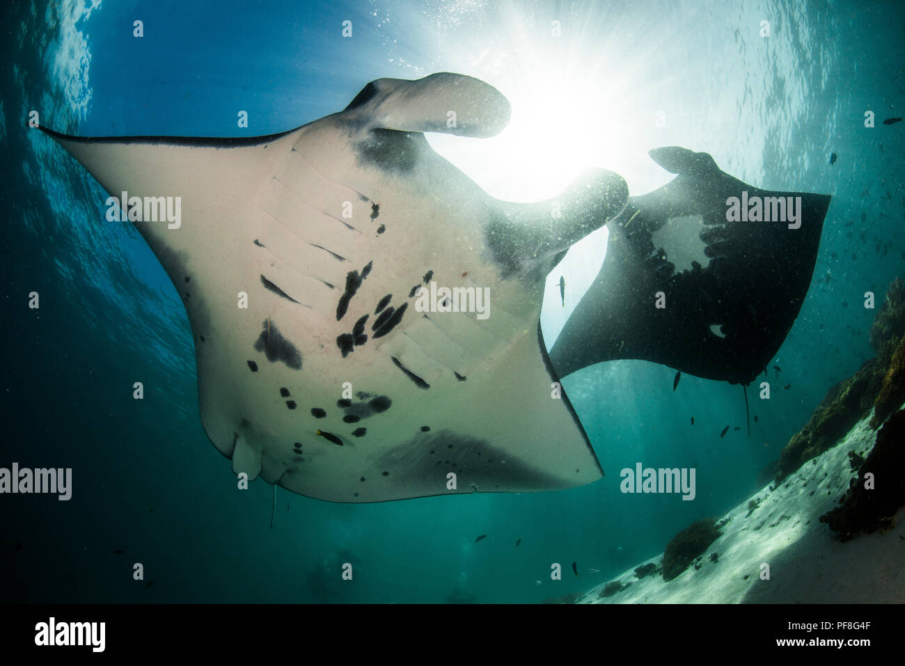 A pair of reef Manta rays pass overhead, with bright sunlight above. Komodo National Park, Indonesia Stock Photo