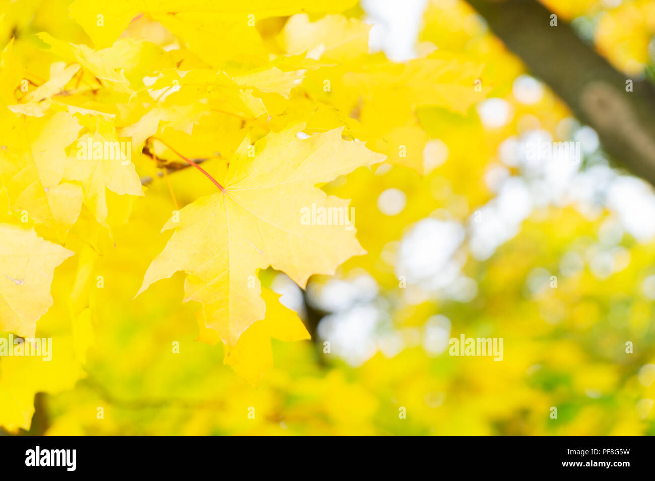 Fresh yellow maple fall tree foliage background close up Stock Photo ...