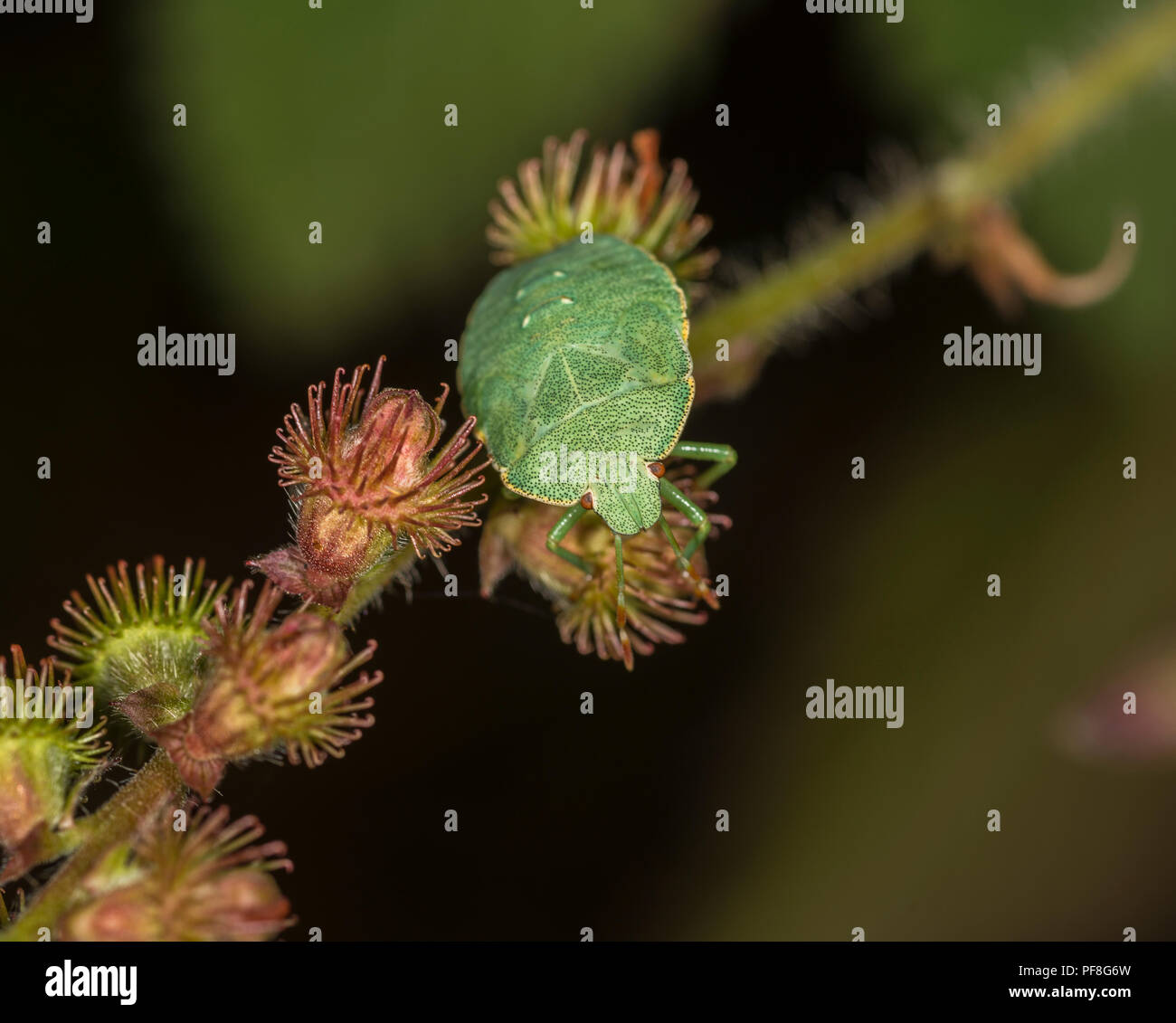 Green shield bug on a branch a plant Stock Photo