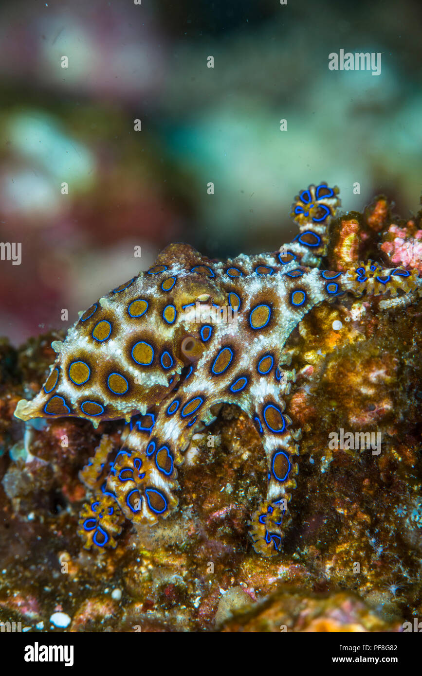 A tiny, deadly, venomous blue-ringed octopus displaying its beautiful blue rings. Komodo National Park, Indonesia. Stock Photo
