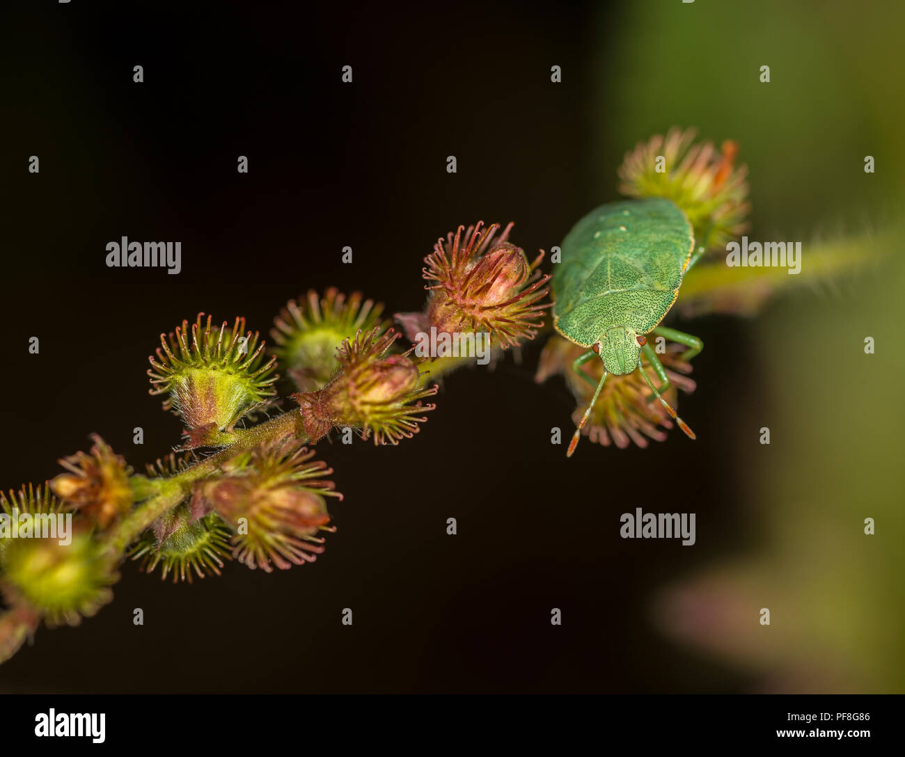 Green shield bug on a branch a plant Stock Photo