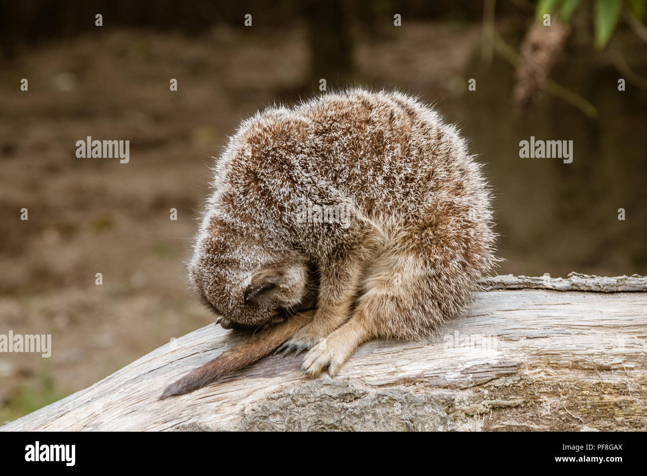 Sleeping Meerkat.  Sat upright with its head bowed, the cute meerkat is asleep Stock Photo