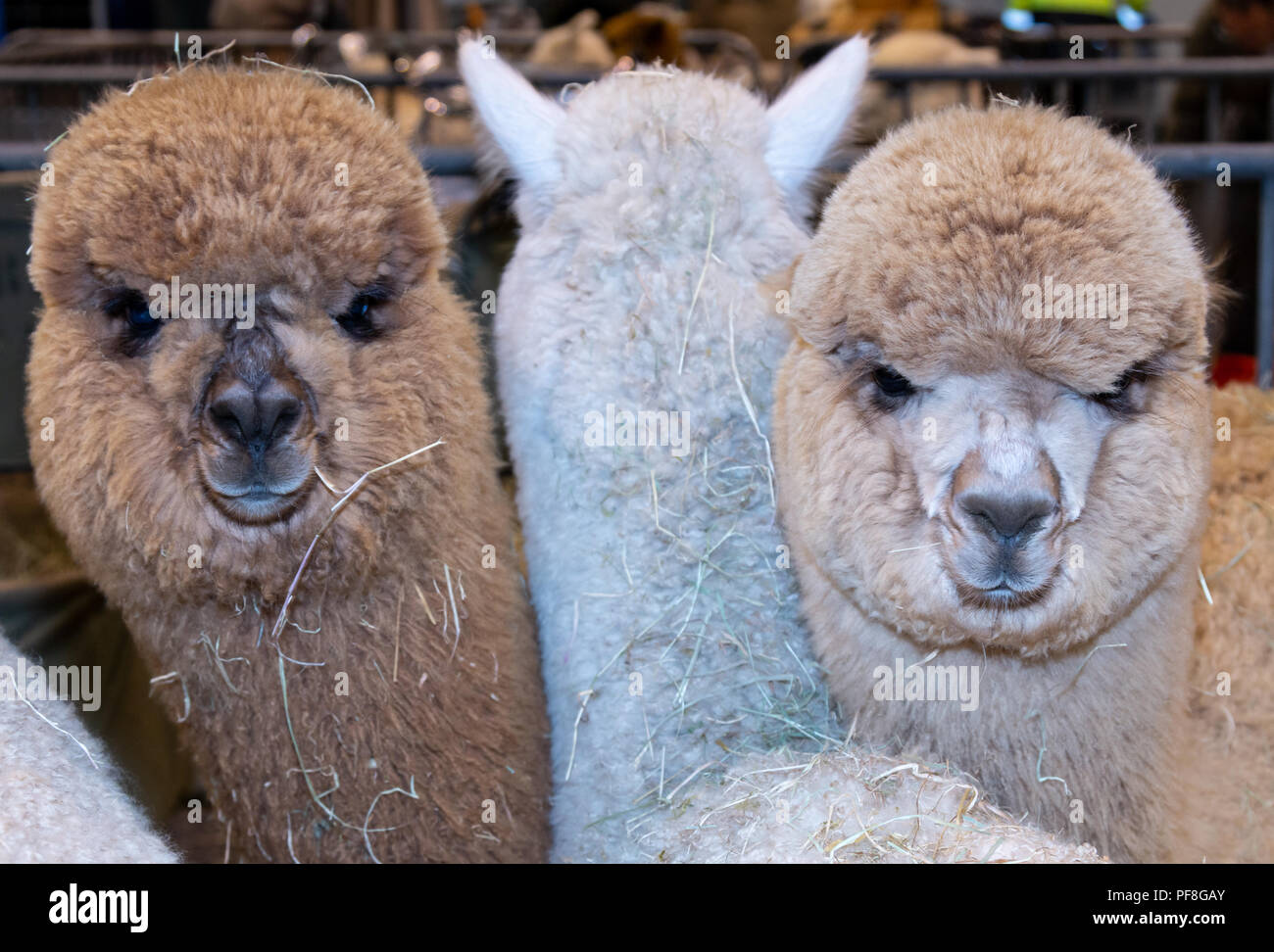 Three Young Alpacas in a judging ring,  Two are facing the camera squashed together Stock Photo
