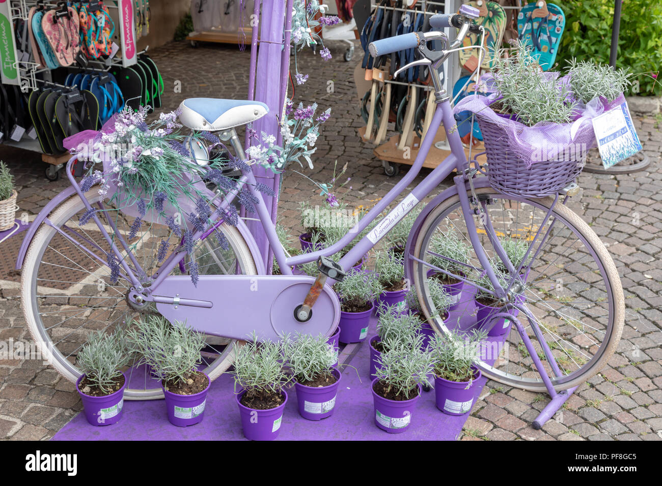 A lavender coloured painted old fashioned girls bike filled with lavender plants for sale outside a shop Stock Photo