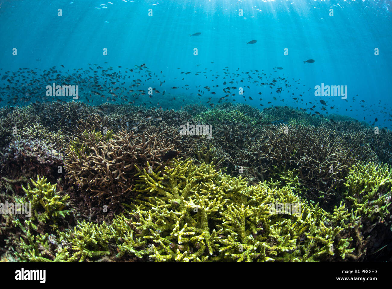 Hard Acropora coral reef, fish & sun beams in shallow water at Sipadan Island, Sabah, Malaysian Borneo Stock Photo