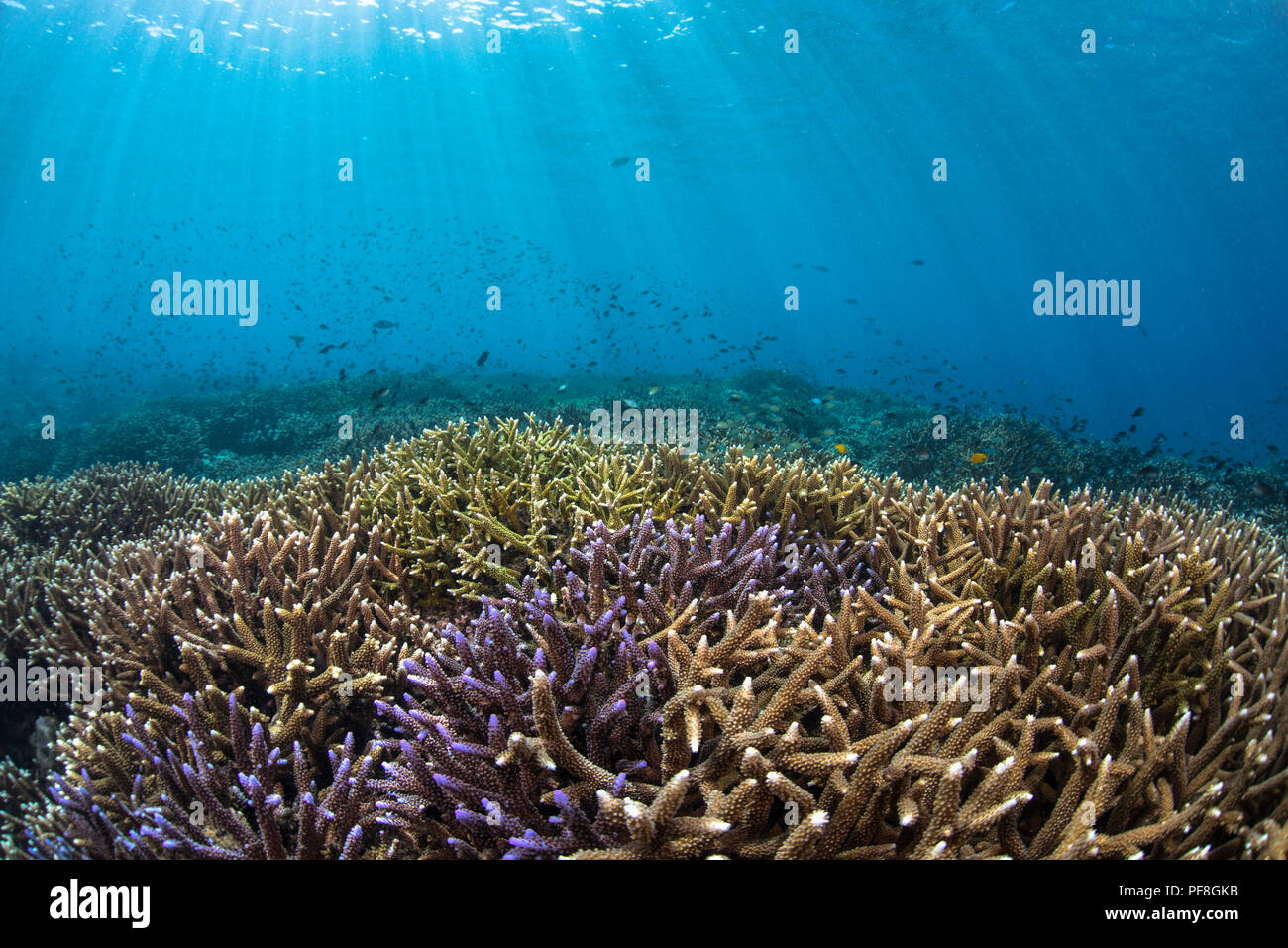 Hard, colourful Acropora coral reef, fish & sun beams in shallow water at Sipadan Island, Sabah, Malaysian Borneo Stock Photo