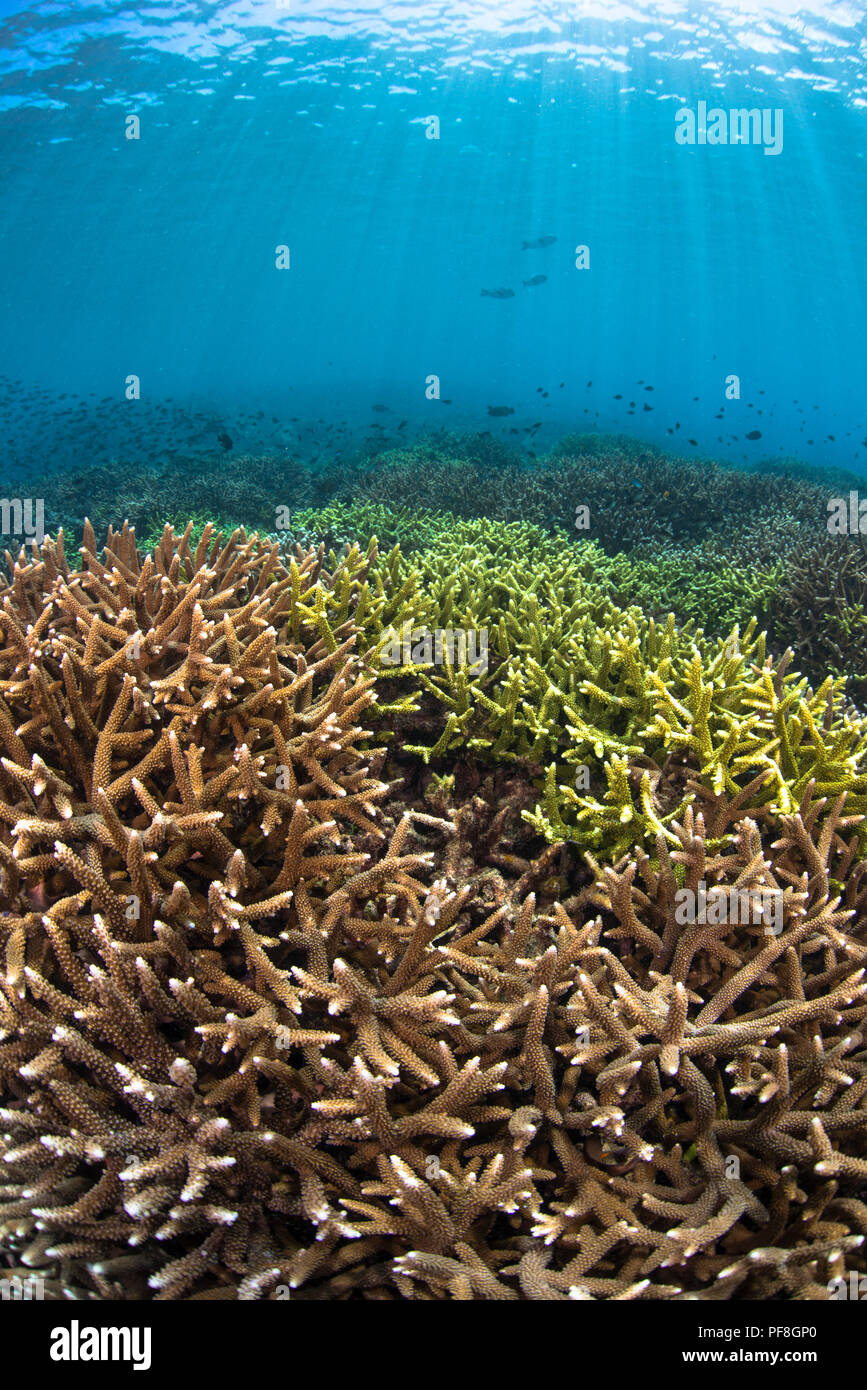Hard Acropora coral reef, fish & sun beams in shallow water at Sipadan Island, Sabah, Malaysian Borneo Stock Photo
