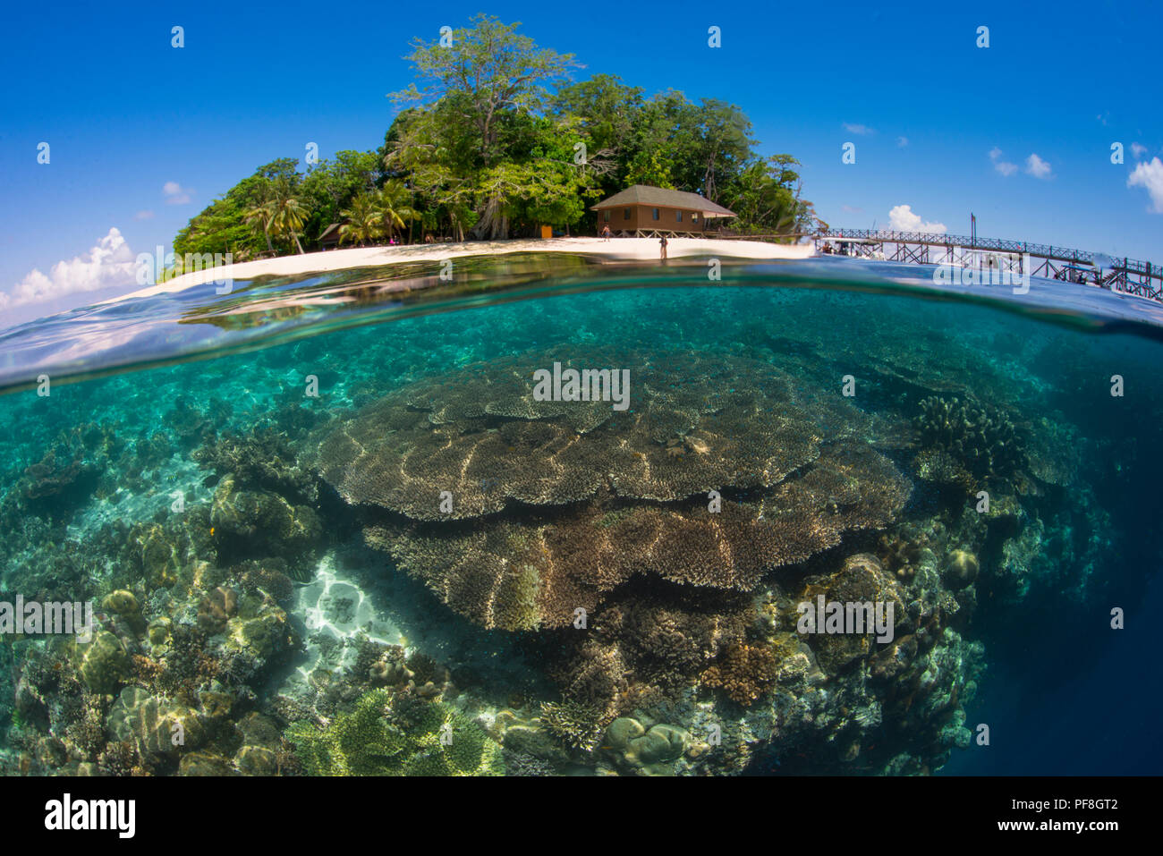 A split-level underwater photo of coral reef at the 'Drop-off' & Sipadan Island, Sabah, Malaysian Borneo Stock Photo