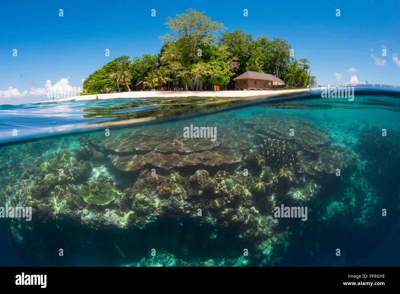 A split-level underwater photo of coral reef at the 'Drop-off' & Sipadan Island, Sabah, Malaysian Borneo Stock Photo