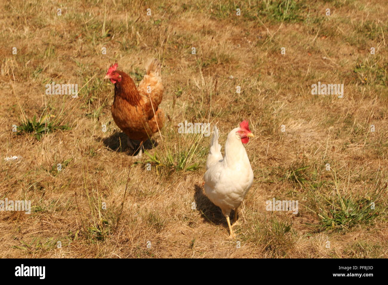Hühner auf einer Hühnerfarm in Visbeck im Sauerland Stock Photo