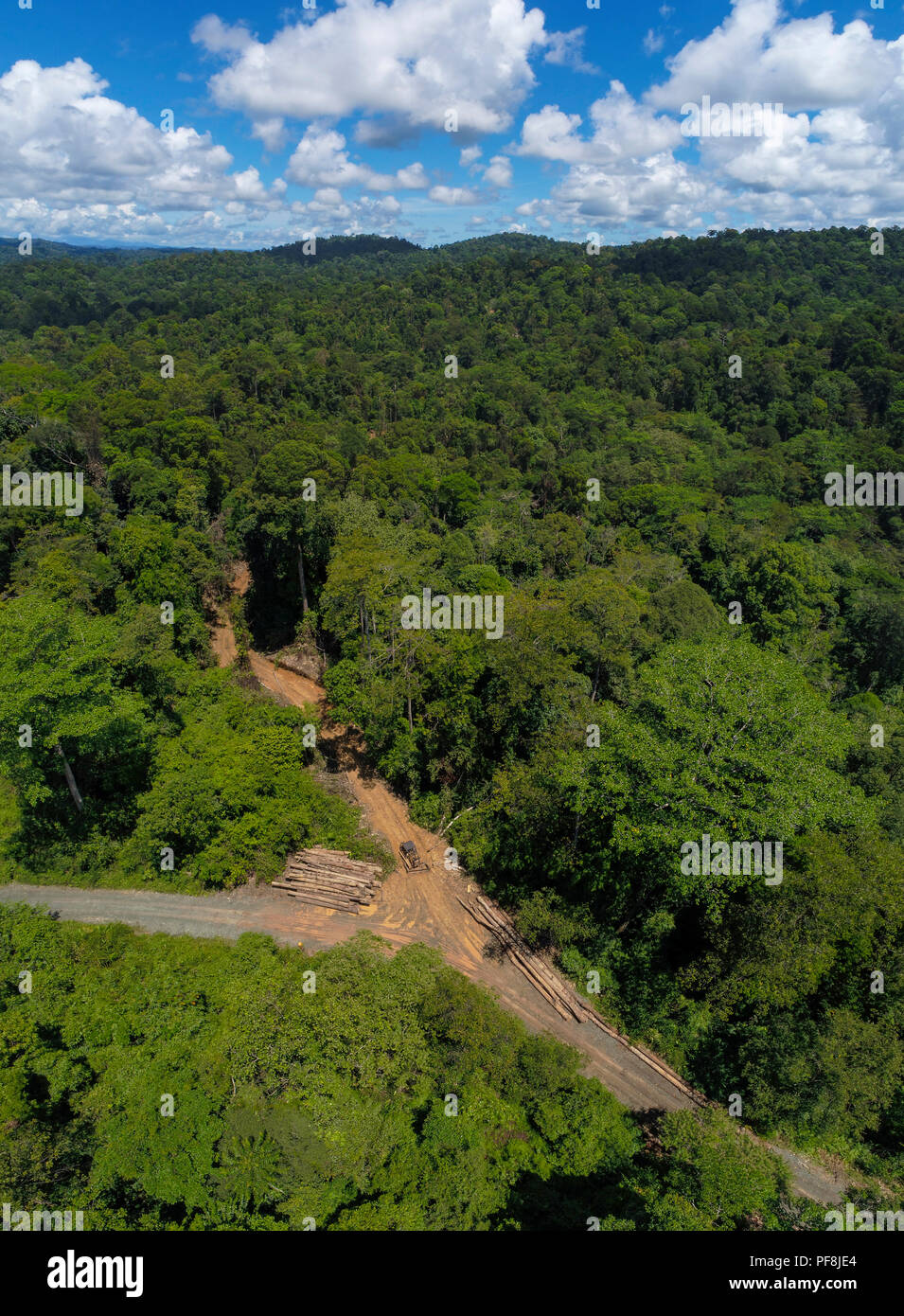 A commercial logging road & timber through Deramakot Forest Reserve, Sabah, Malaysian Borneo Stock Photo