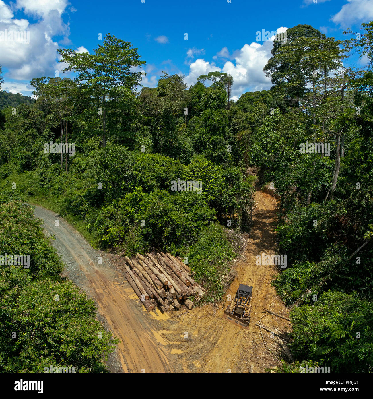 A square, drone photo of timber on a logging road in Deramakot Forest Reserve, Sabah, Malaysian Borneo Stock Photo